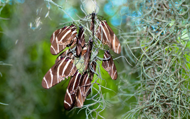 Обои картинки фото животные, бабочки