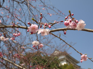 Картинка цветы сакура вишня