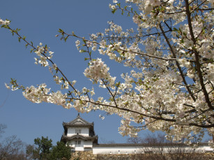 Картинка цветы сакура вишня