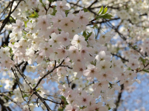 Картинка цветы сакура вишня