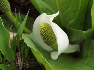 Картинка цветы спатифиллум