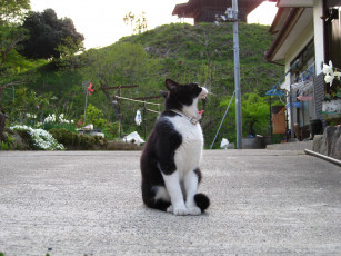 Картинка животные коты