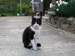 Картинка животные коты