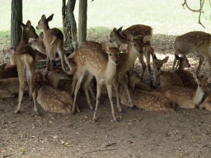 Картинка животные олени