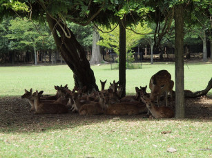 Картинка животные олени