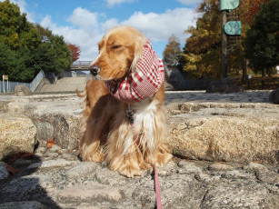 Картинка животные собаки