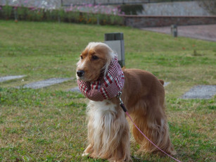 Картинка животные собаки