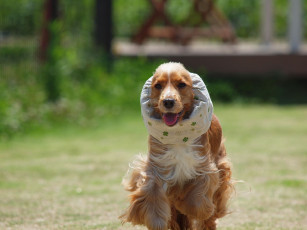 Картинка животные собаки