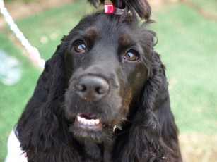 Картинка животные собаки