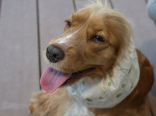 Картинка животные собаки