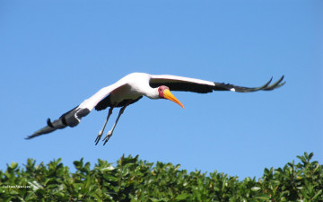 Картинка животные аисты