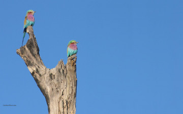 Картинка животные птицы