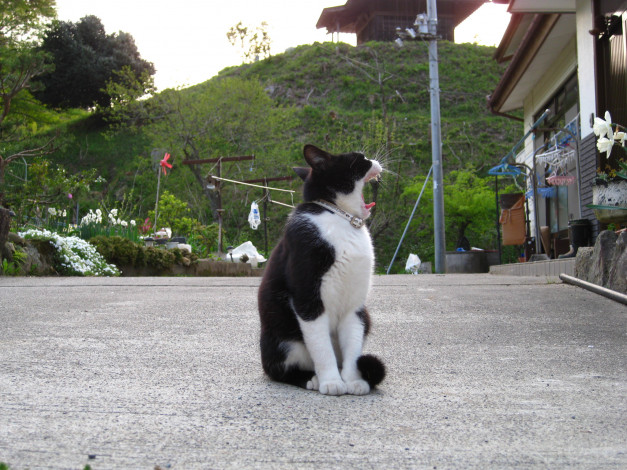 Обои картинки фото животные, коты