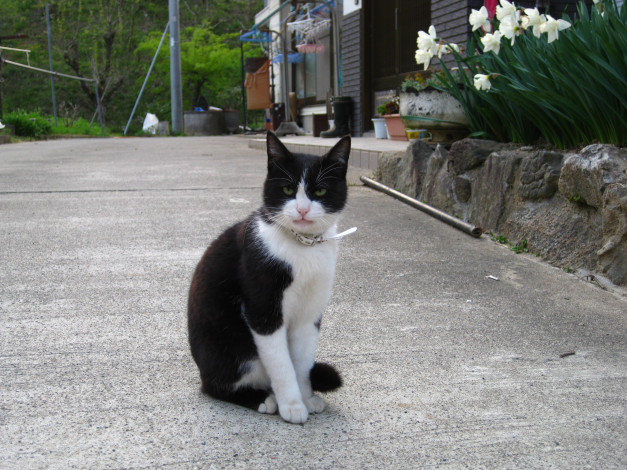 Обои картинки фото животные, коты