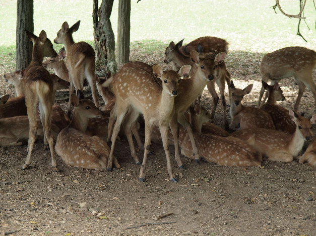 Обои картинки фото животные, олени