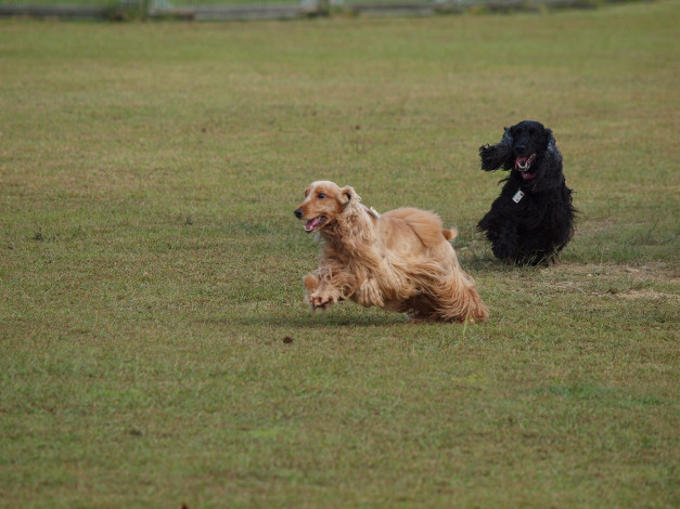 Обои картинки фото животные, собаки