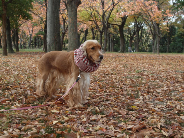 Обои картинки фото животные, собаки