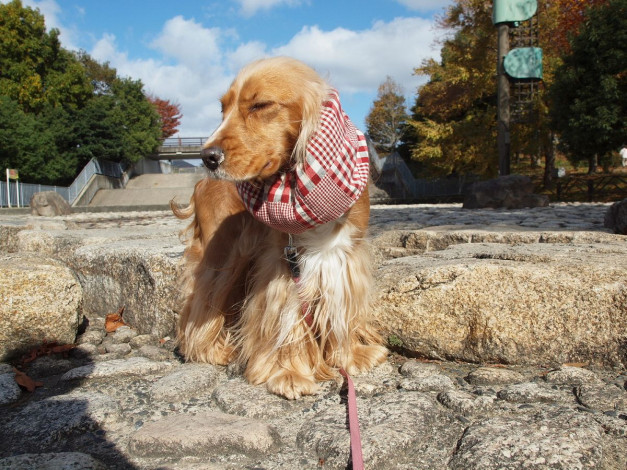 Обои картинки фото животные, собаки