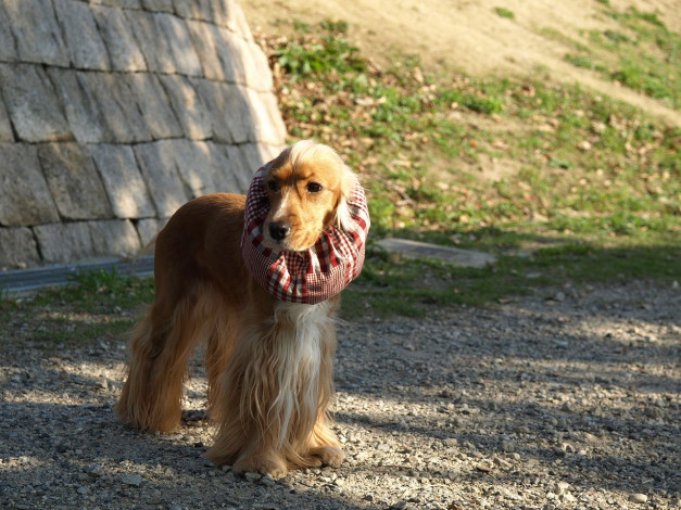 Обои картинки фото животные, собаки