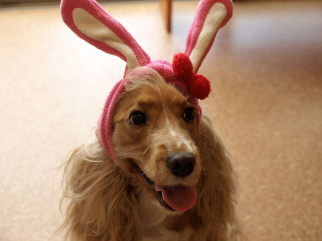 Обои картинки фото животные, собаки