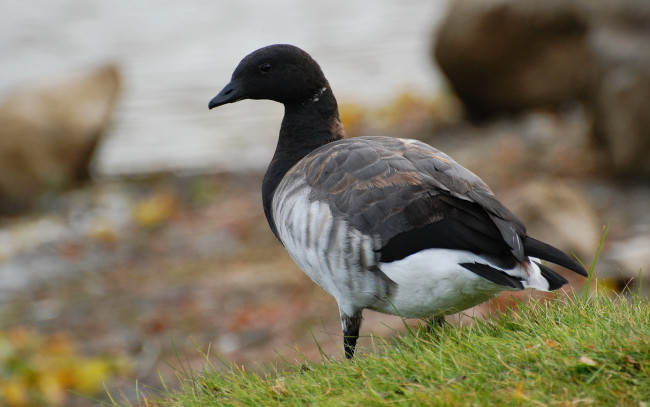 Обои картинки фото животные, гуси
