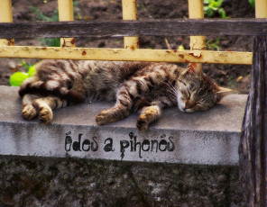 Картинка животные коты cat