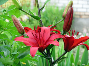 Картинка цветы лилии лилейники красный