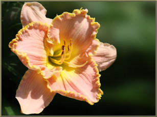 Картинка цветы лилии лилейники лепестки