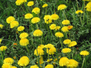 Картинка цветы одуванчики желтый