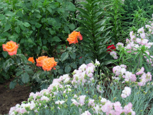 Картинка цветы разные вместе гвоздики розы