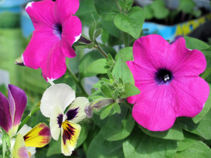 Картинка цветы разные вместе розовый