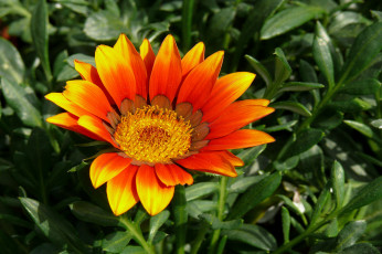 Картинка цветы газания лепестки