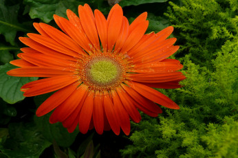 Картинка цветы герберы лепестки