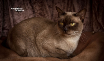 Картинка животные коты шерсть сиамский кот