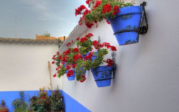 Картинка цветы герань горшок