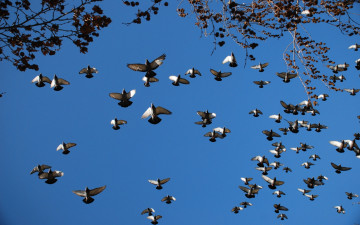 Картинка животные голуби небо голубей стая