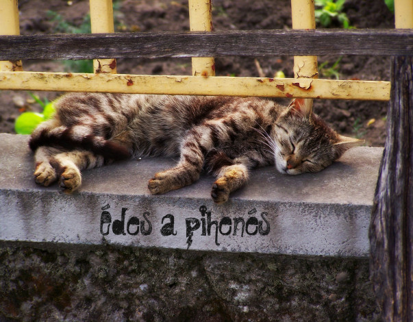 Обои картинки фото животные, коты, cat