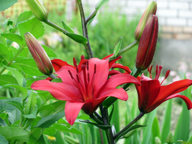 Обои картинки фото цветы, лилии, лилейники, красный