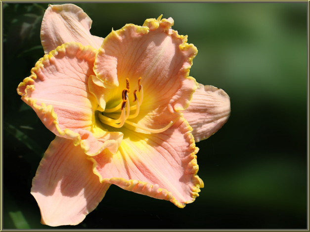 Обои картинки фото цветы, лилии, лилейники, лепестки