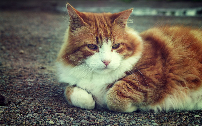 Обои картинки фото животные, коты, кот, рыжий