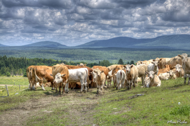 Обои картинки фото животные, коровы, буйволы, стадо