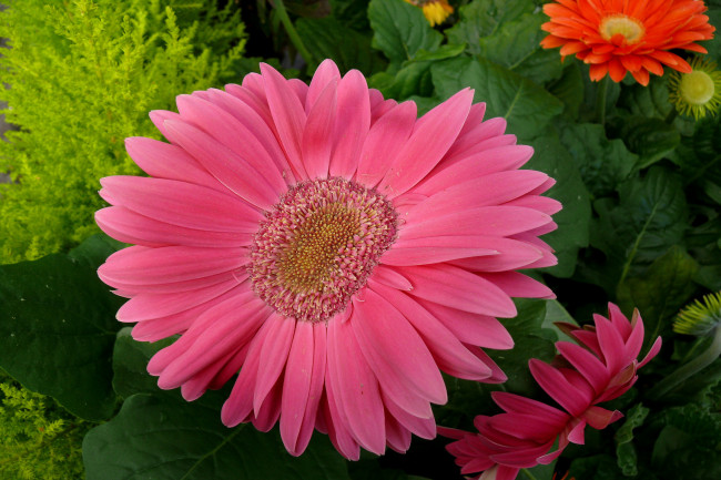 Обои картинки фото цветы, герберы, лепестки