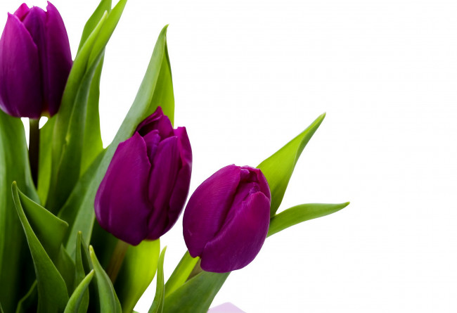 Обои картинки фото цветы, тюльпаны