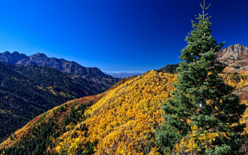 Картинка природа горы лес деревья