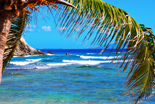 Обои картинки фото природа, тропики, ветка, скала, камни, горизонт, пальма, море, небо