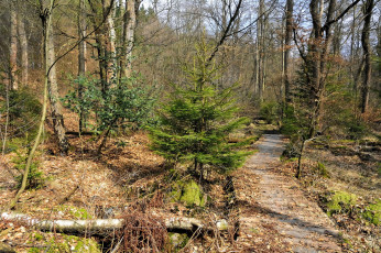 Картинка природа дороги тракт