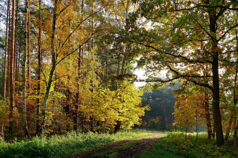 Картинка природа дороги тракт