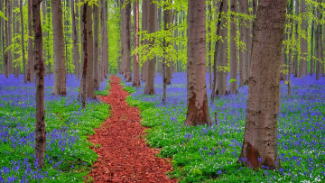 Картинка природа лес тропинка цветы