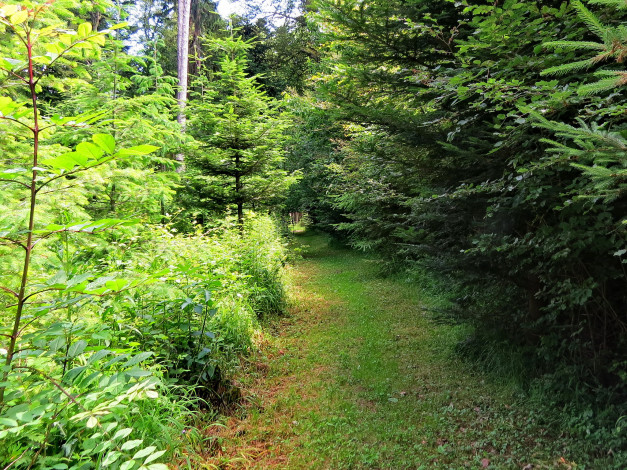 Обои картинки фото природа, дороги, лес, дорога