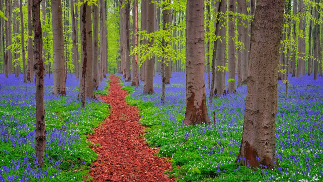 Обои картинки фото природа, лес, тропинка, цветы